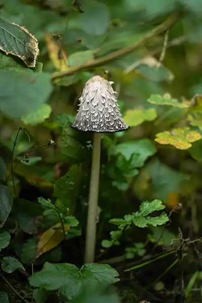 A shaggy ink cap mushroom among the greenery