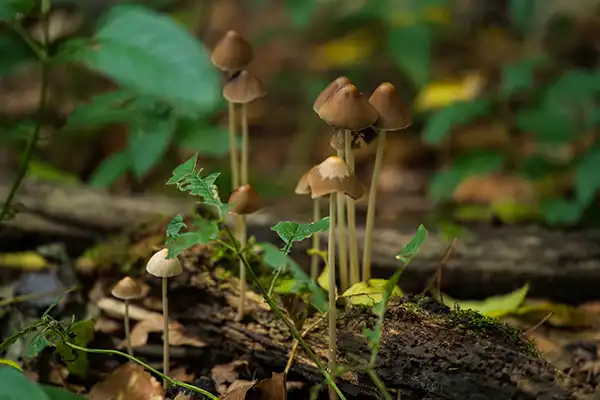 Cluster of small mushrooms found during a walk