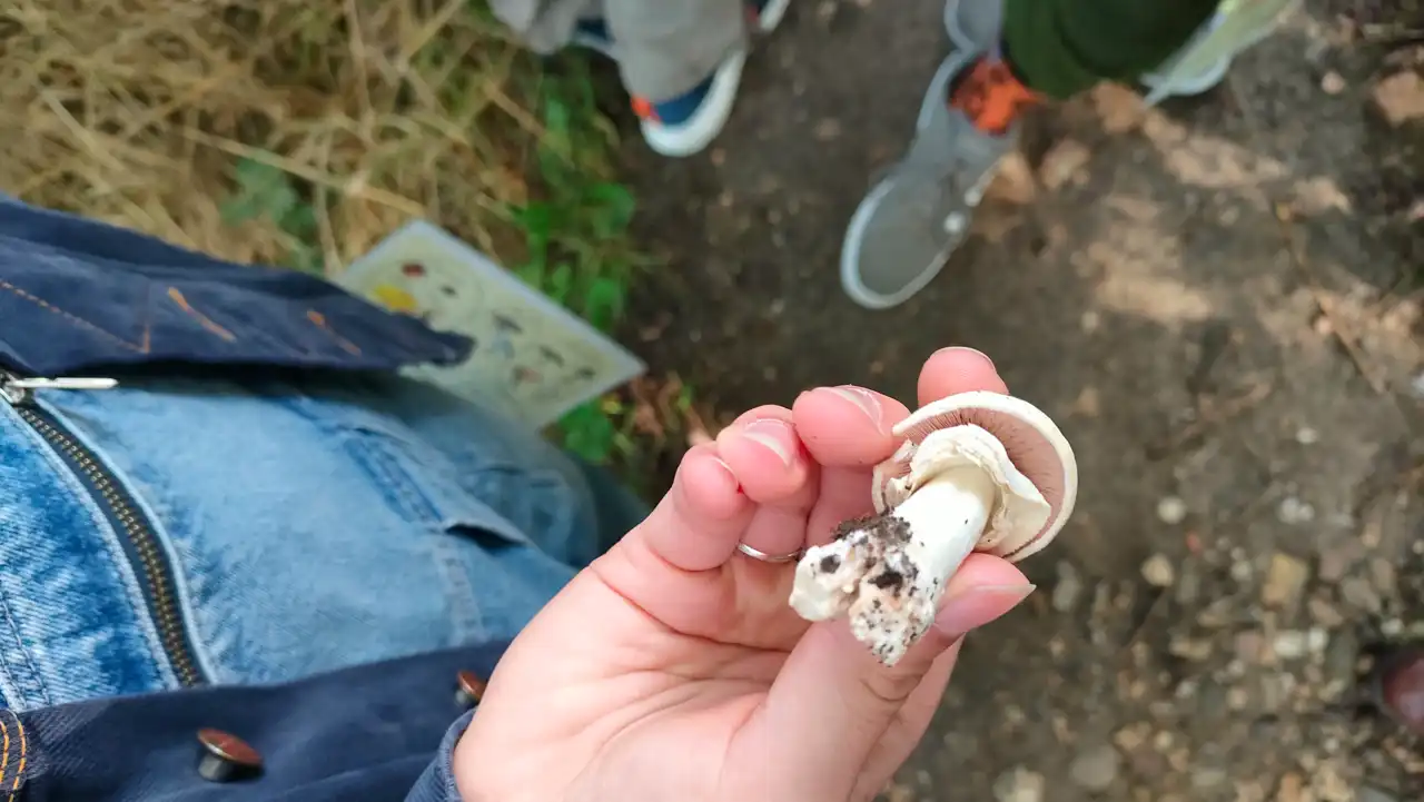 Someone takes a close look at a mushroom during a Maashrooms walk